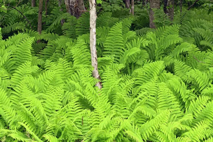 Framed Print : Ferns in the understory of a deciduous woodland, Hwy 63 near Hayward, Wisconsin, USA Framed Print : Ferns in the understory of a deciduous woodland, Hwy 63 near Hayward, Wisconsin, USA