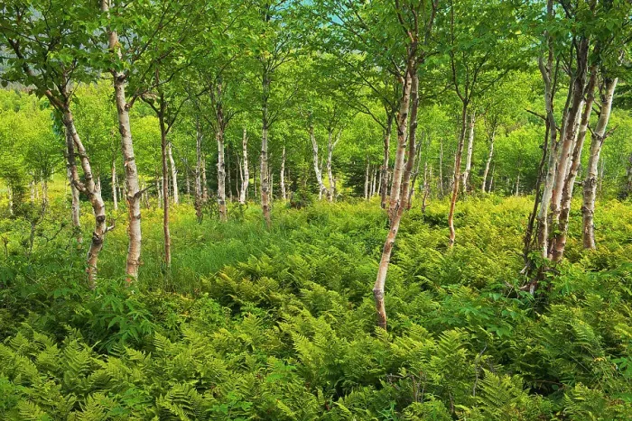Framed Print : Ferns and white birch trees (Betula papyrifera) in the boreal forest Gaspesie National Park (not a Canadian national park) Quebec, Canada Framed Print : Ferns and white birch trees (Betula papyrifera) in the boreal forest Gaspesie National Park (not a Canadian national park) Quebec, Canada