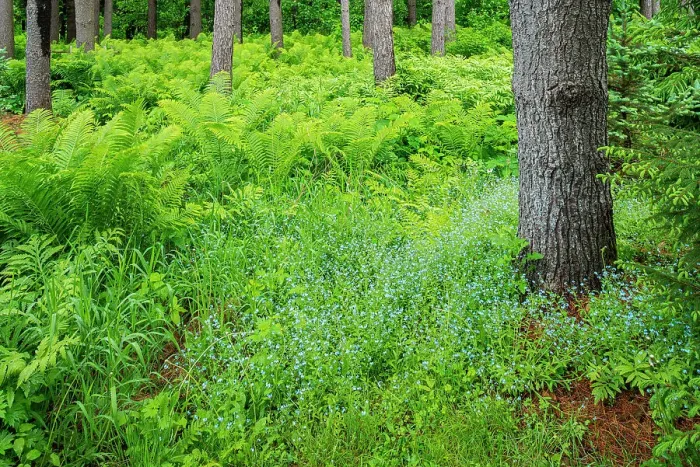 Framed Print : Ferns and woodland forget-me-not Bourget, Ontario, Canada Framed Print : Ferns and woodland forget-me-not Bourget, Ontario, Canada