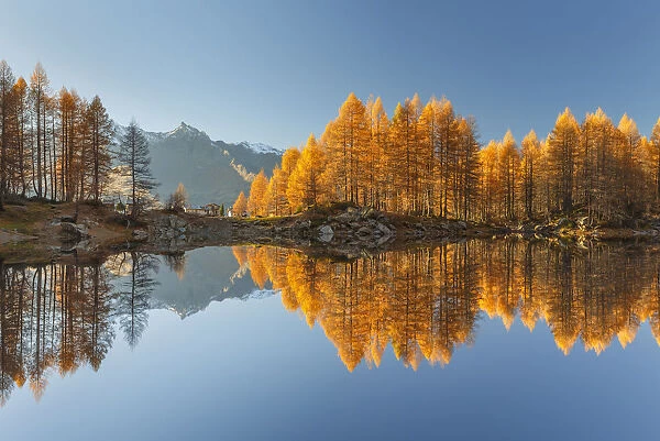 Ferra piz and autumn larches reflected on Azzurro lake, Motta, Campodolcino