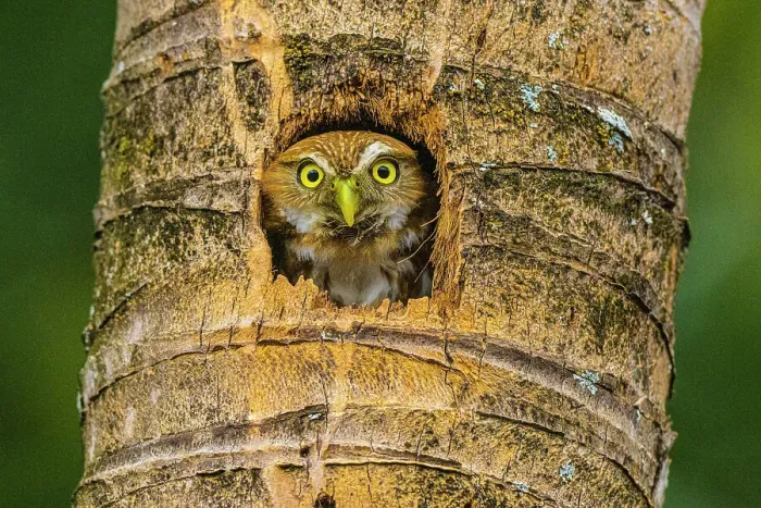 Framed Print : Ferruginous pygmy owl (Glaucidium brasilianum), Orotina, Alajuela, Costa Rica Framed Print : Ferruginous pygmy owl (Glaucidium brasilianum), Orotina, Alajuela, Costa Rica