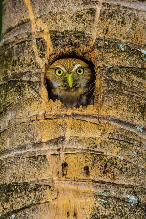 Framed Print : Ferruginous pygmy owl (Glaucidium brasilianum), Orotina, Alajuela, Costa Rica Framed Print : Ferruginous pygmy owl (Glaucidium brasilianum), Orotina, Alajuela, Costa Rica