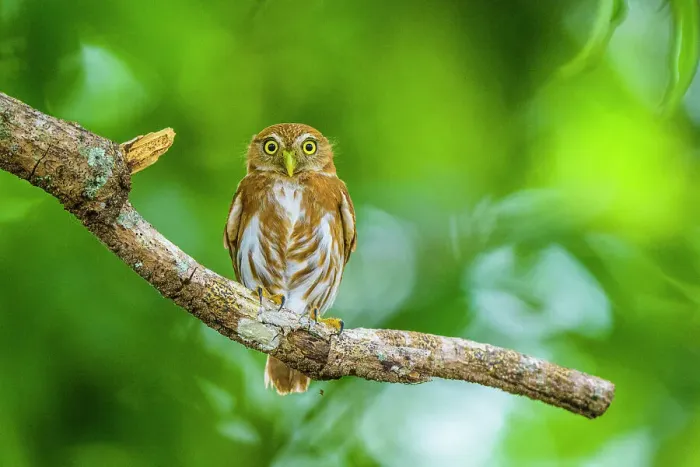 Framed Print : Ferruginous pygmy owl (Glaucidium brasilianum), Orotina, Alajuela, Costa Rica Framed Print : Ferruginous pygmy owl (Glaucidium brasilianum), Orotina, Alajuela, Costa Rica