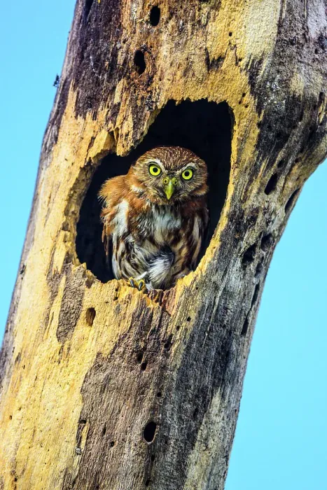 Framed Print : Ferruginous pygmy owl (Glaucidium brasilianum), Orotina, Alajuela, Costa Rica Framed Print : Ferruginous pygmy owl (Glaucidium brasilianum), Orotina, Alajuela, Costa Rica