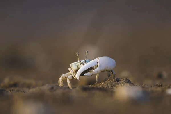 A fiddler crab on a beach in Malaysia