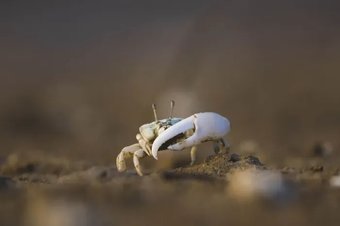 Framed Print : A fiddler crab on a beach in Malaysia Framed Print : A fiddler crab on a beach in Malaysia