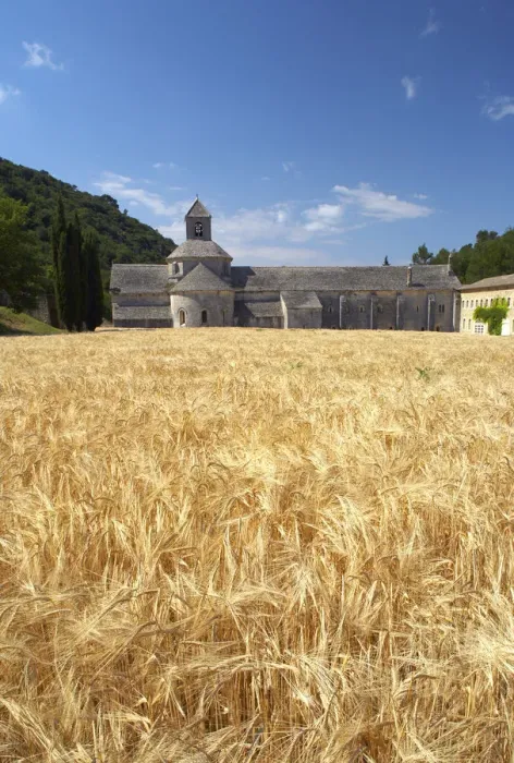 Framed Print : Field of Barley & Senanque Abbey, Alpes de Haute, Provence, France
