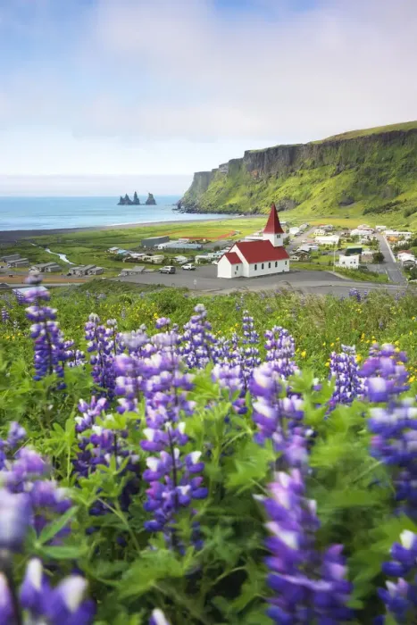 Framed Print : a field of blooming lupins near Vik, taken during a summer day, Vik i Myrdal, Sudurland, Iceland Framed Print : a field of blooming lupins near Vik, taken during a summer day, Vik i Myrdal, Sudurland, Iceland