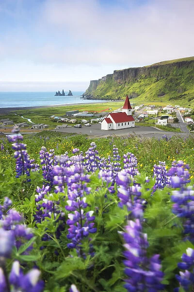 a field of blooming lupins near Vik, taken during a summer day, Vik i Myrdal, Sudurland, Iceland