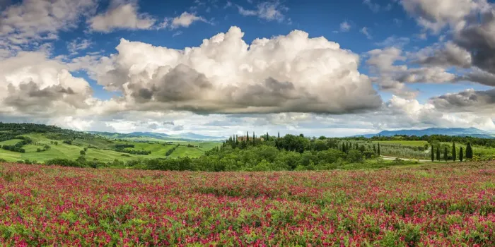 Framed Print : Field of Clover, Val d Orcia, Tuscany, Italy Framed Print : Field of Clover, Val d Orcia, Tuscany, Italy