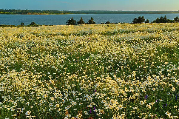 Field of common or oxeye daisy (Leucanthemum vulgare or Chrysanthemum leucanthemum) flowers at sunset Greenwich, Prince Edward Island, Canada