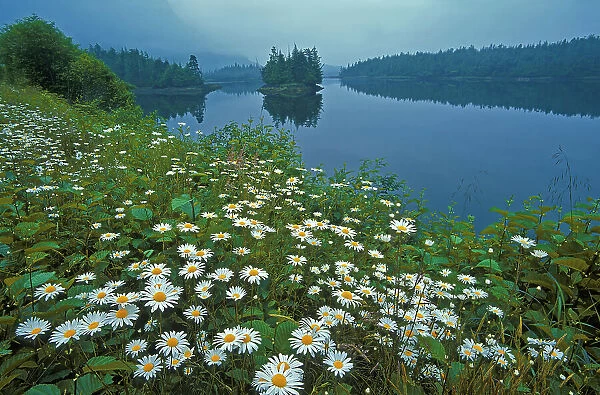 Field of common or oxeye daisy (Leucanthemum vulgare or Chrysanthemum leucanthemum) flowers Prince Rupert British Columbia Canada