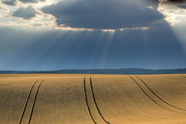 Field with crops and dramatic sky near Vrbice, Breclav District, South Moravian Region, Moravia, Czech Republic