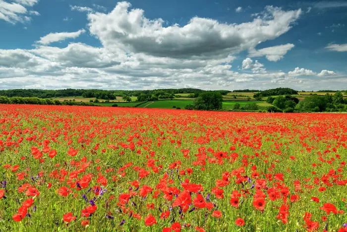 Framed Print : Field English Poppies, North Norfolk, England Framed Print : Field English Poppies, North Norfolk, England