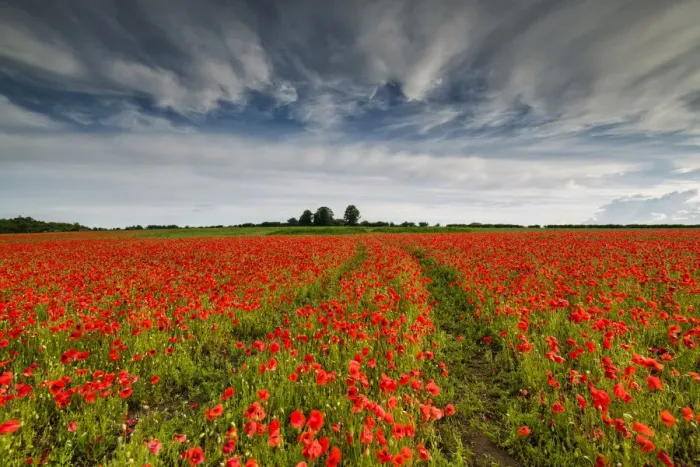 Framed Print : Field of English Poppies, Norwich, Norfolk, England Framed Print : Field of English Poppies, Norwich, Norfolk, England