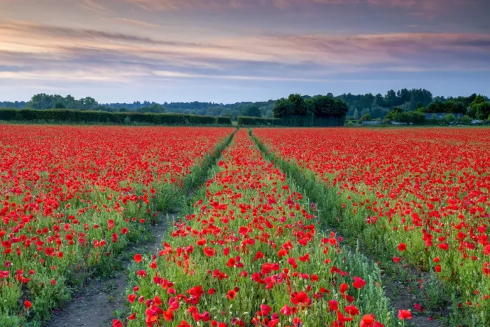 Framed Print : Field of English Poppies, Norwich, Norfolk, England Framed Print : Field of English Poppies, Norwich, Norfolk, England