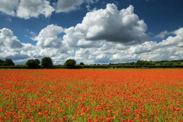Framed Print : Field of English Poppies, Norwich, Norfolk, England Framed Print : Field of English Poppies, Norwich, Norfolk, England