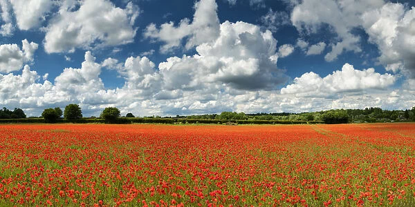 Field of English Poppies, Norwich, Norfolk, England