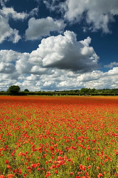 Field of English Poppies, Norwich, Norfolk, England