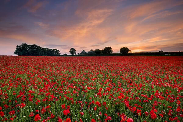 Field of English Poppies at Sunset, Norwich, Norfolk, England