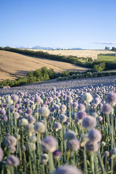 A field full of garlic flowers near Urbisaglia, Macerata district, Marche, Italy