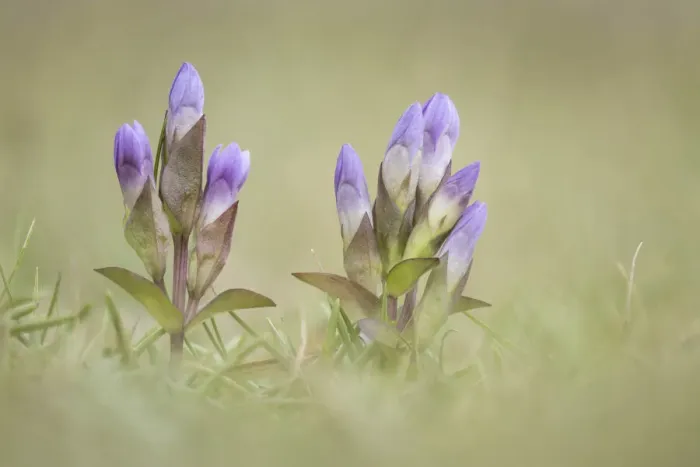Framed Print : Field gentian (Gentianella campestris), Isle of Lewis, Outer Hebrides, Scotland, UK Framed Print : Field gentian (Gentianella campestris), Isle of Lewis, Outer Hebrides, Scotland, UK