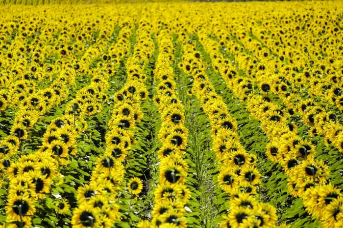 Framed Print : Field of giant yellow sunflowers in full bloom, Oraison, Alpes-de-Haute-Provence Framed Print : Field of giant yellow sunflowers in full bloom, Oraison, Alpes-de-Haute-Provence
