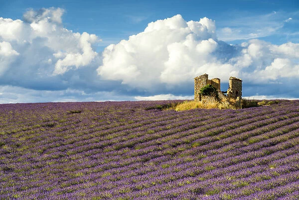Field of Lavender and Barn Ruin, Provence, France