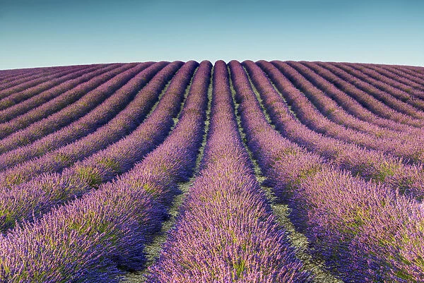 Field of Lavender, Provence, France