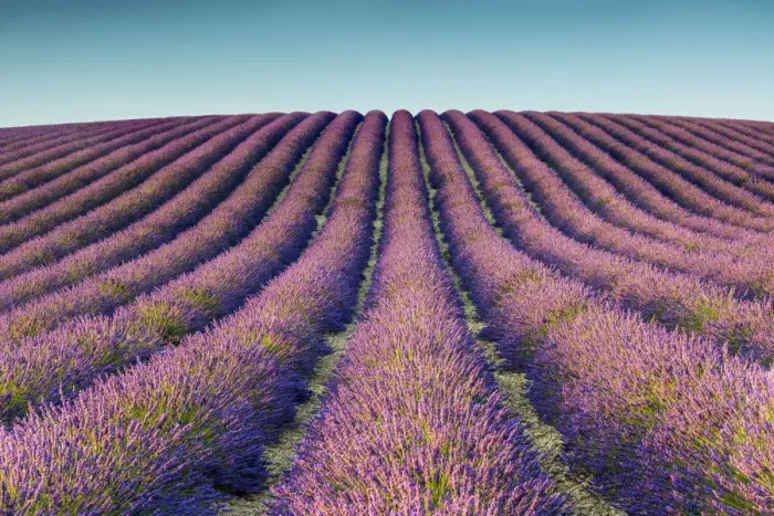 Framed Print : Field of Lavender, Provence, France Framed Print : Field of Lavender, Provence, France