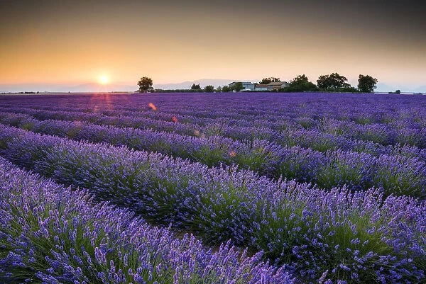 Field of Lavender at Sunrise, Provence, France