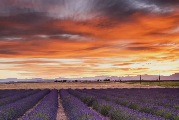 Framed Print : Field of Lavender at Sunrise, Provence, France Framed Print : Field of Lavender at Sunrise, Provence, France