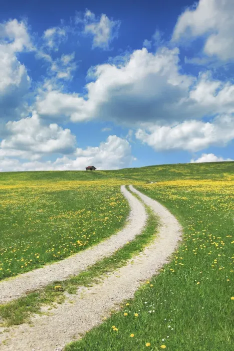 Framed Print : Field path with dandelions - Germany, Bavaria, Swabia, OstAllgau, Halblech