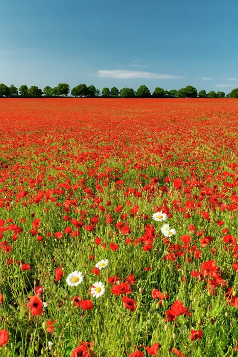 Framed Print : Field of Poppies & Farm, near Anmer, Norfolk, England Framed Print : Field of Poppies & Farm, near Anmer, Norfolk, England