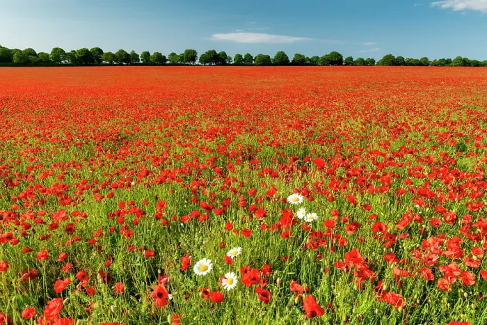 Framed Print : Field of Poppies & Farm, near Anmer, Norfolk, England Framed Print : Field of Poppies & Farm, near Anmer, Norfolk, England