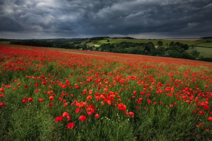Framed Print : Field of poppies, Forston, Dorset, England, UK Framed Print : Field of poppies, Forston, Dorset, England, UK