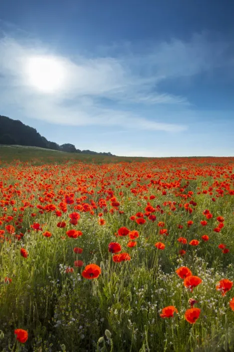 Framed Print : Field of Poppies, Guildford, Surrey, England, UK