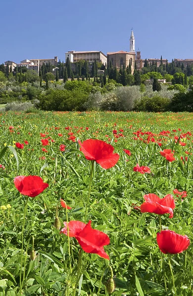 Field of poppies and hill town Pienza, Tuscany, Italy