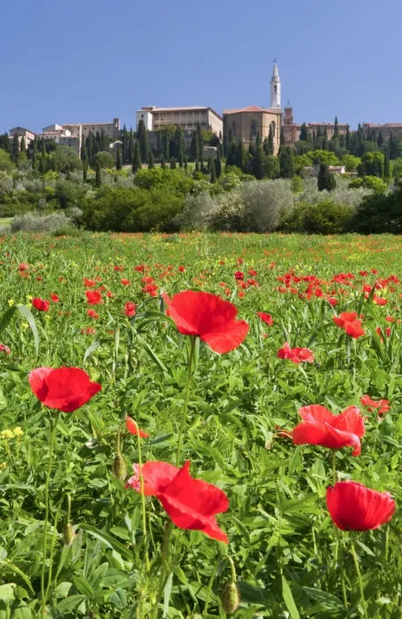 Framed Print : Field of poppies and hill town Pienza, Tuscany, Italy Framed Print : Field of poppies and hill town Pienza, Tuscany, Italy