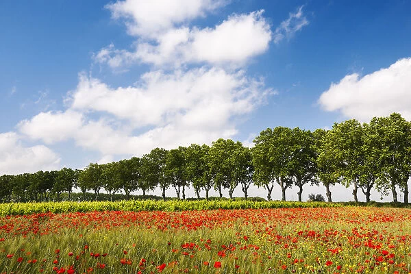 A field of poppies, Languedoc-Roussillon, France