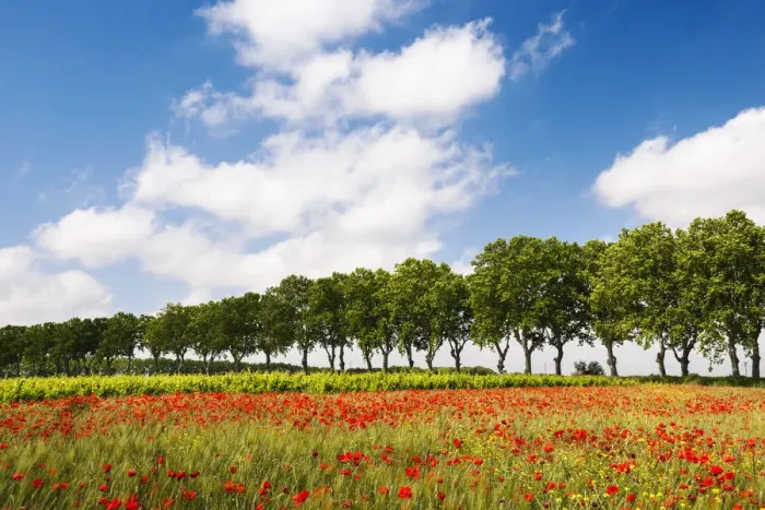 Framed Print : A field of poppies, Languedoc-Roussillon, France