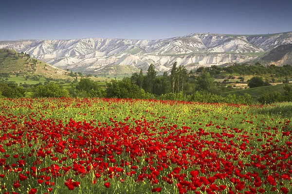 Field of Poppies, near Adiyaman, Turkey