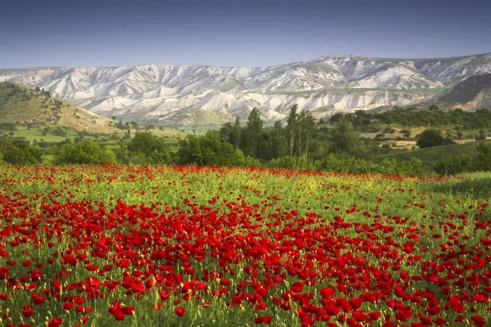 Framed Print : Field of Poppies, near Adiyaman, Turkey Framed Print : Field of Poppies, near Adiyaman, Turkey