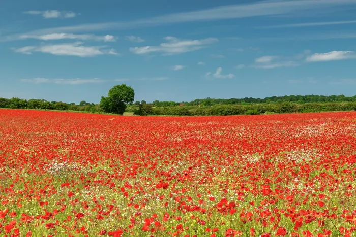 Framed Print : Field of Poppies, near Ringstead, Norfolk, England Framed Print : Field of Poppies, near Ringstead, Norfolk, England