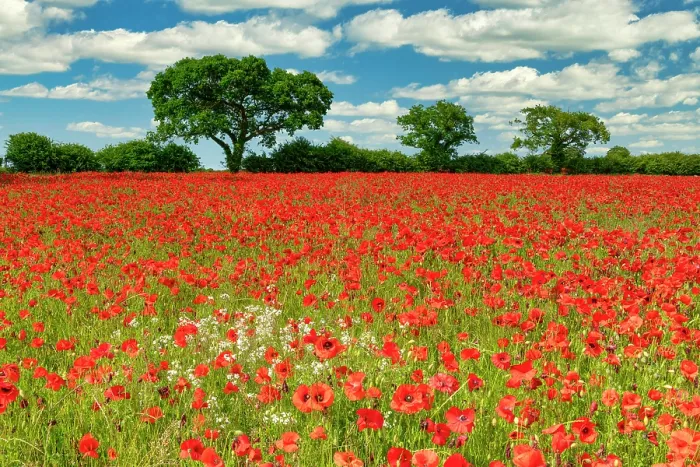 Framed Print : Field of Poppies, near Ringstead, Norfolk, England Framed Print : Field of Poppies, near Ringstead, Norfolk, England