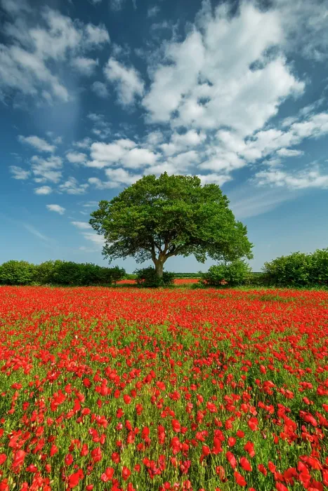 Framed Print : Field of Poppies, near Ringstead, Norfolk, England Framed Print : Field of Poppies, near Ringstead, Norfolk, England