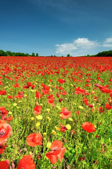 Framed Print : Field of Poppies, near Ringstead, Norfolk, England Framed Print : Field of Poppies, near Ringstead, Norfolk, England