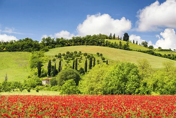 Field of Poppies, near San Giovanni d Asso, Tuscany, Italy