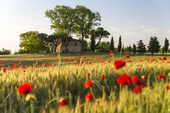 Framed Print : Field of poppies and old abandoned farmhouse, Tuscany, Italy