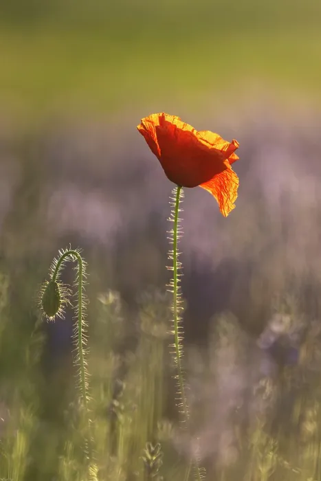 Framed Print : Field Poppy (Papaver rhoeas) in lavender field, near Bratsigovo, Bulgaria, June 2024 Framed Print : Field Poppy (Papaver rhoeas) in lavender field, near Bratsigovo, Bulgaria, June 2024